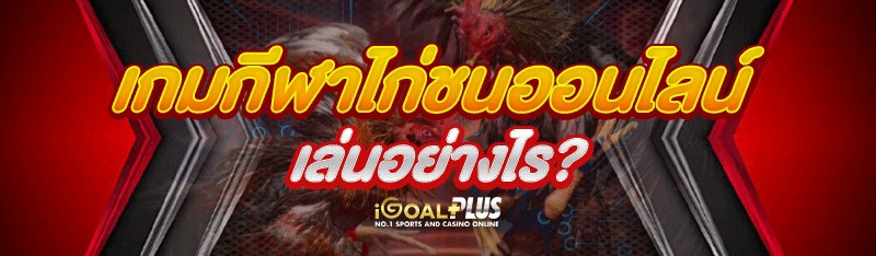 เกมกีฬาไก่ชนออนไลน์ เล่นอย่างไร?