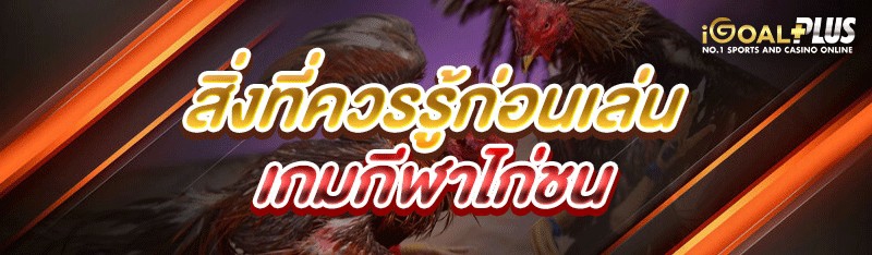 สิ่งที่ควรรู้ก่อนเล่น เกมกีฬาไก่ชน