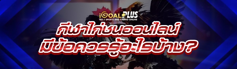 กีฬาไก่ชนออนไลน์ มีข้อควรรู้อะไรบ้าง?