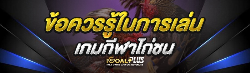 ข้อควรรู้ในการเล่น เกมกีฬาไก่ชน